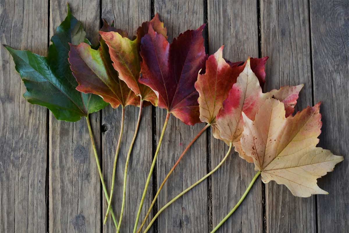 Listy meniace farbu od zelenej, červenej až žltej