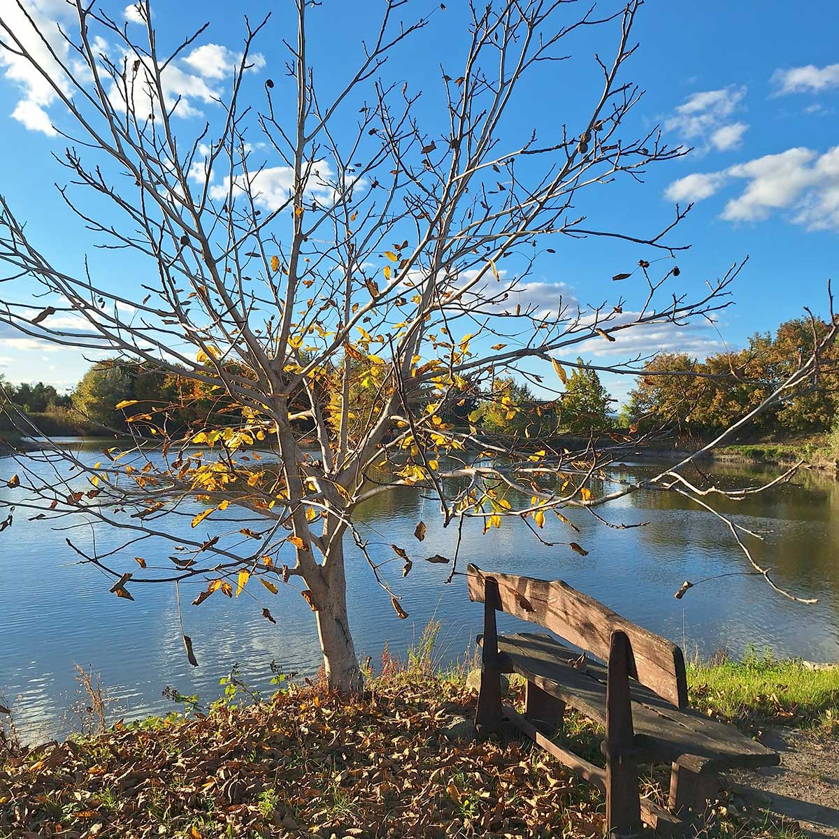 Opadávajúce lístie zo stromu v parku