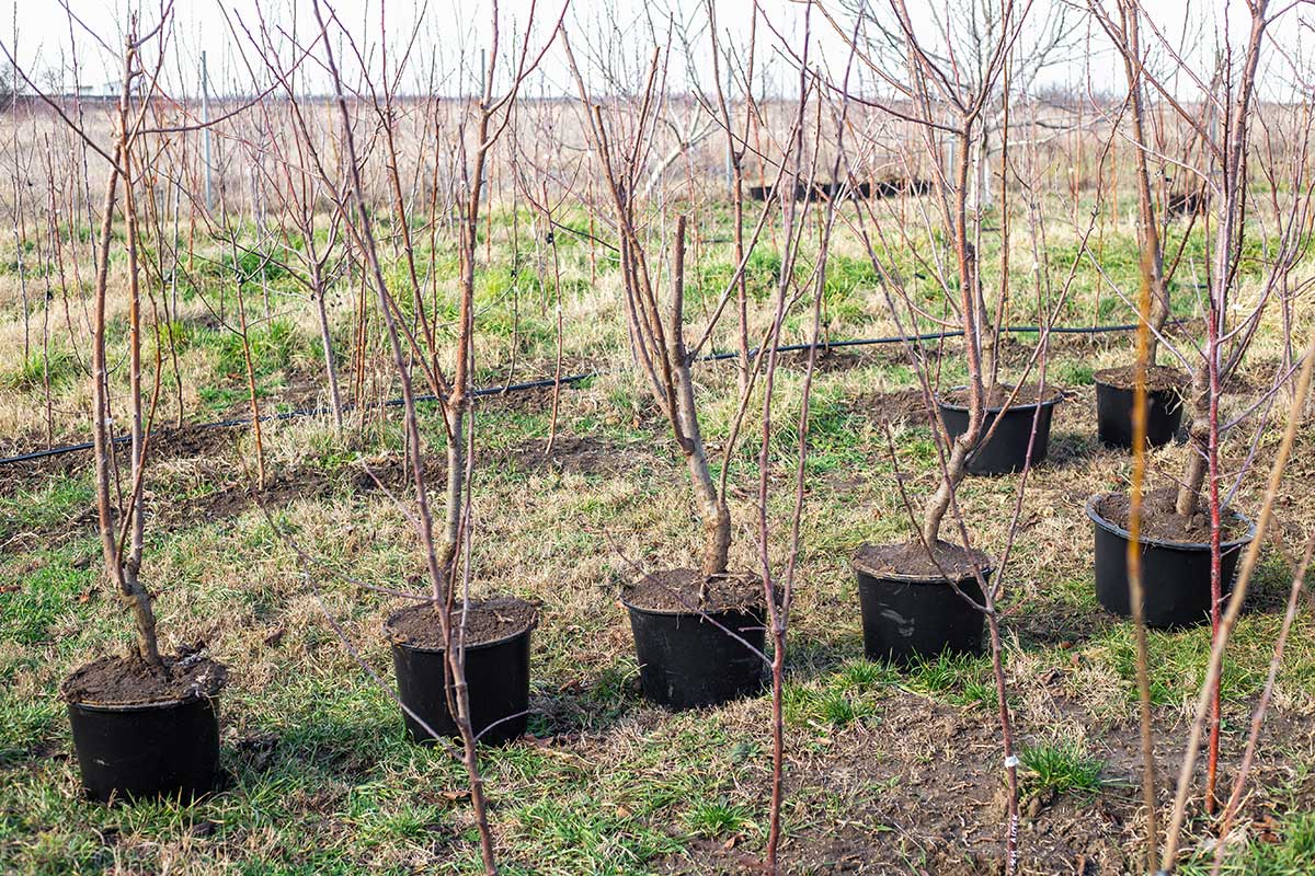 Výsadba mladých ovocných stromčekov