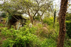 Sused sa roky nestará o svoj zarastený pozemok. Čo robiť a kam sa obrátiť?