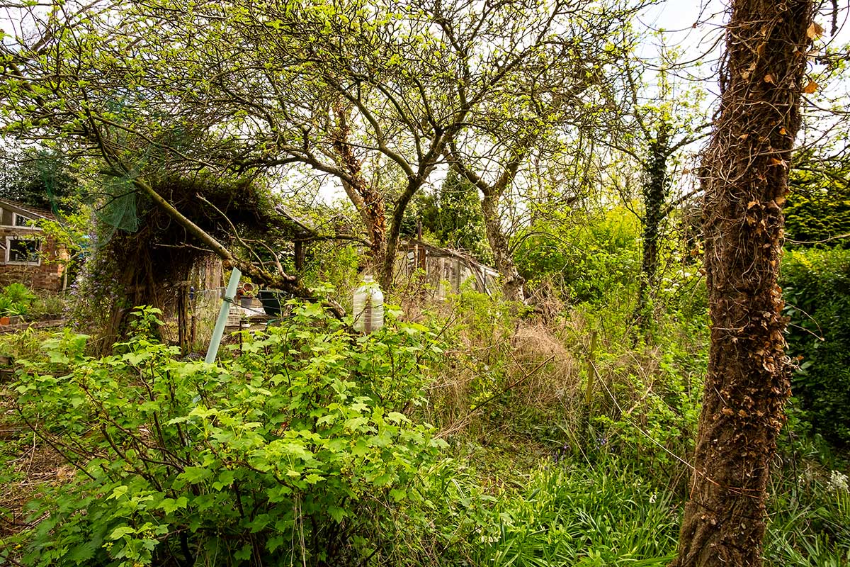 Susedova zanedbaná záhrada 