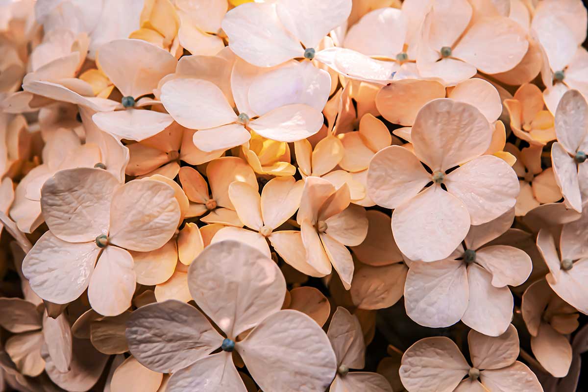 Kvety vo farbe roka 2026 Faded Petal