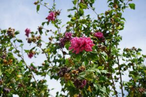 Môžeme teraz zrezať dokvitajúci ibištek a budleju? Odpovedá Martin Čurda