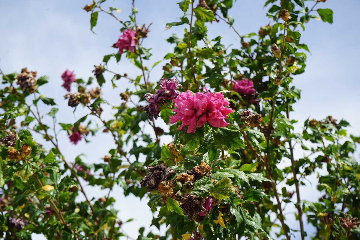 Rez dokvitajúceho ibišteka