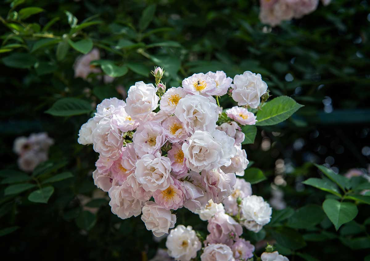 Ruža v ružovokrémovej farbe roka 2026