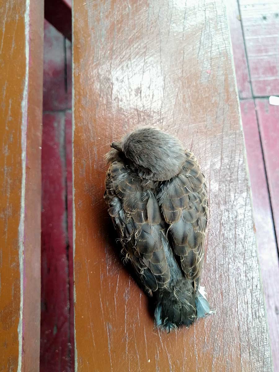 Vták trpiaci salmonelózou