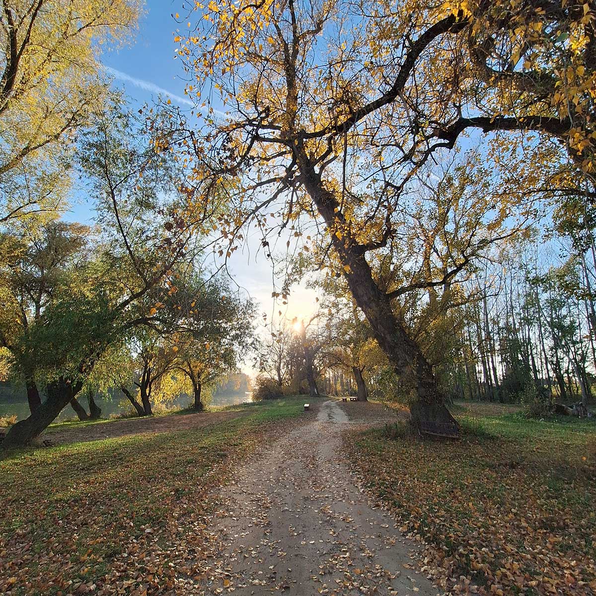 Stromy na jeseň v parku