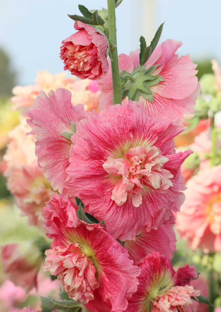 Topoľovka v ružovokrémovej farbe roka 2026