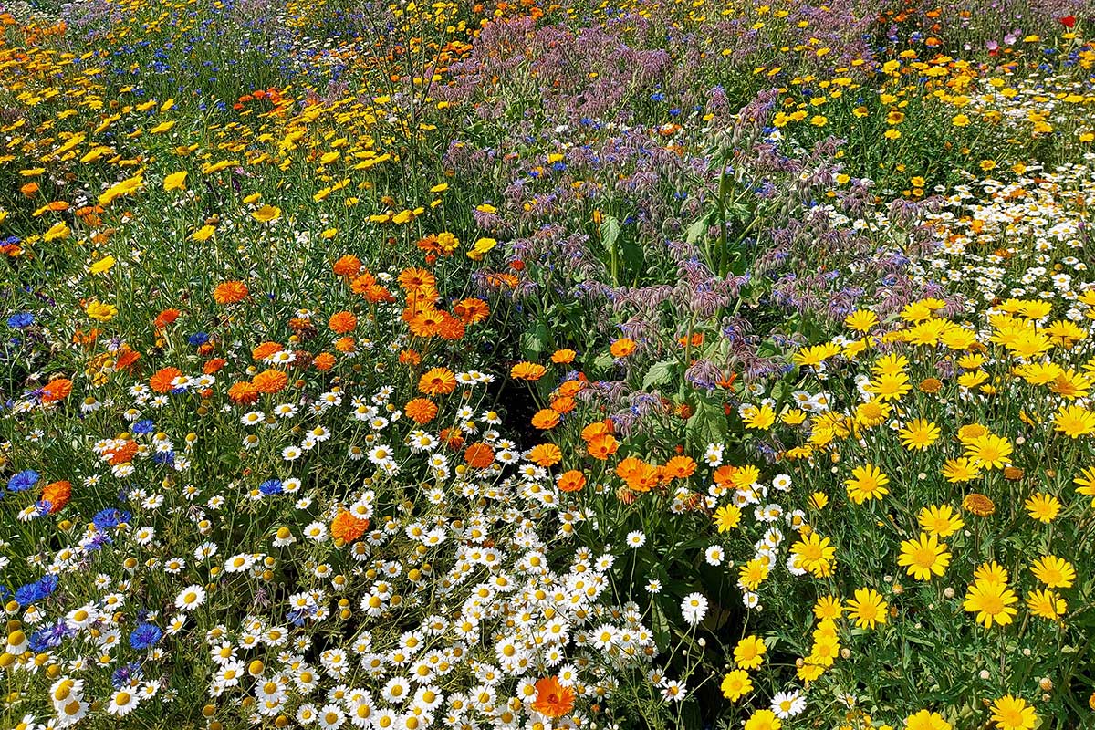 Trend: Návrat k prírodným druhom rastlín