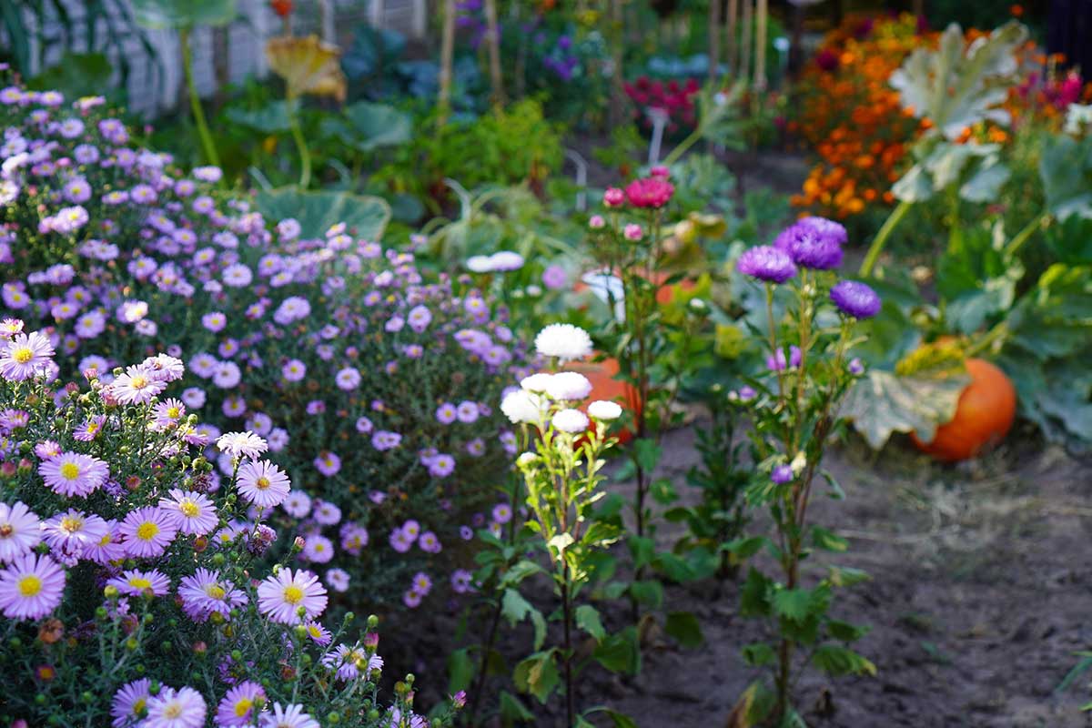 Trend: Nedeľné záhrady