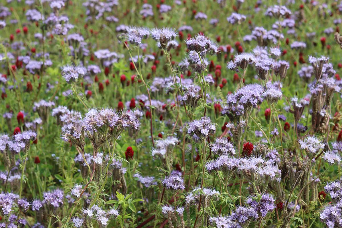 Trend: Regeneratívne pestovanie