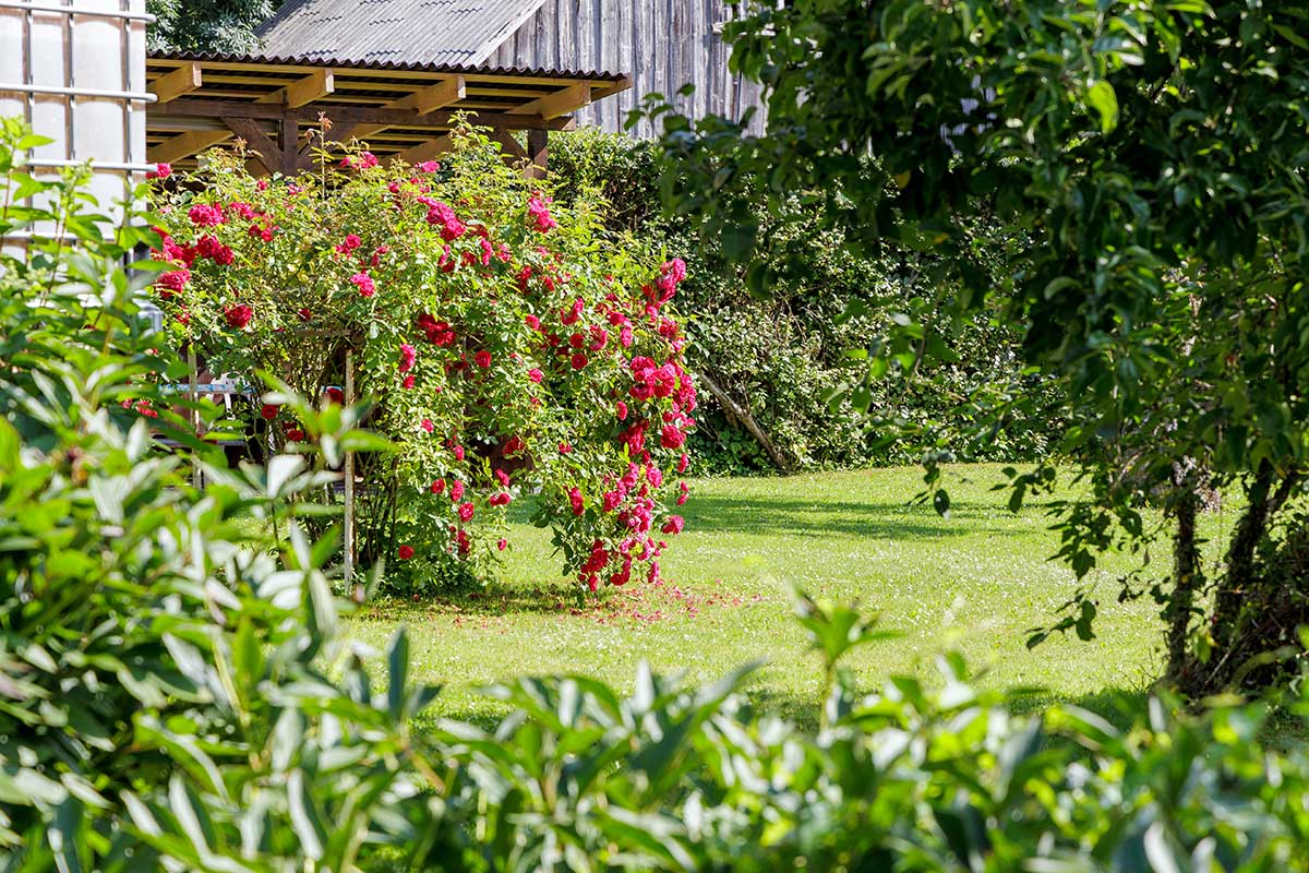 Trend: Ruže v záhrade