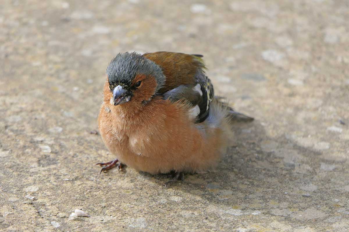 Vták trpiaci trichomoniázou