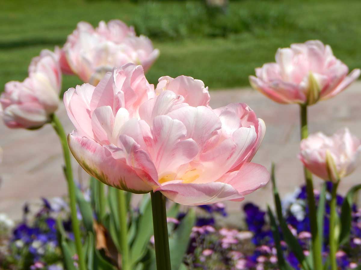 Tulipán v ružovokrémovej farbe roka 2026