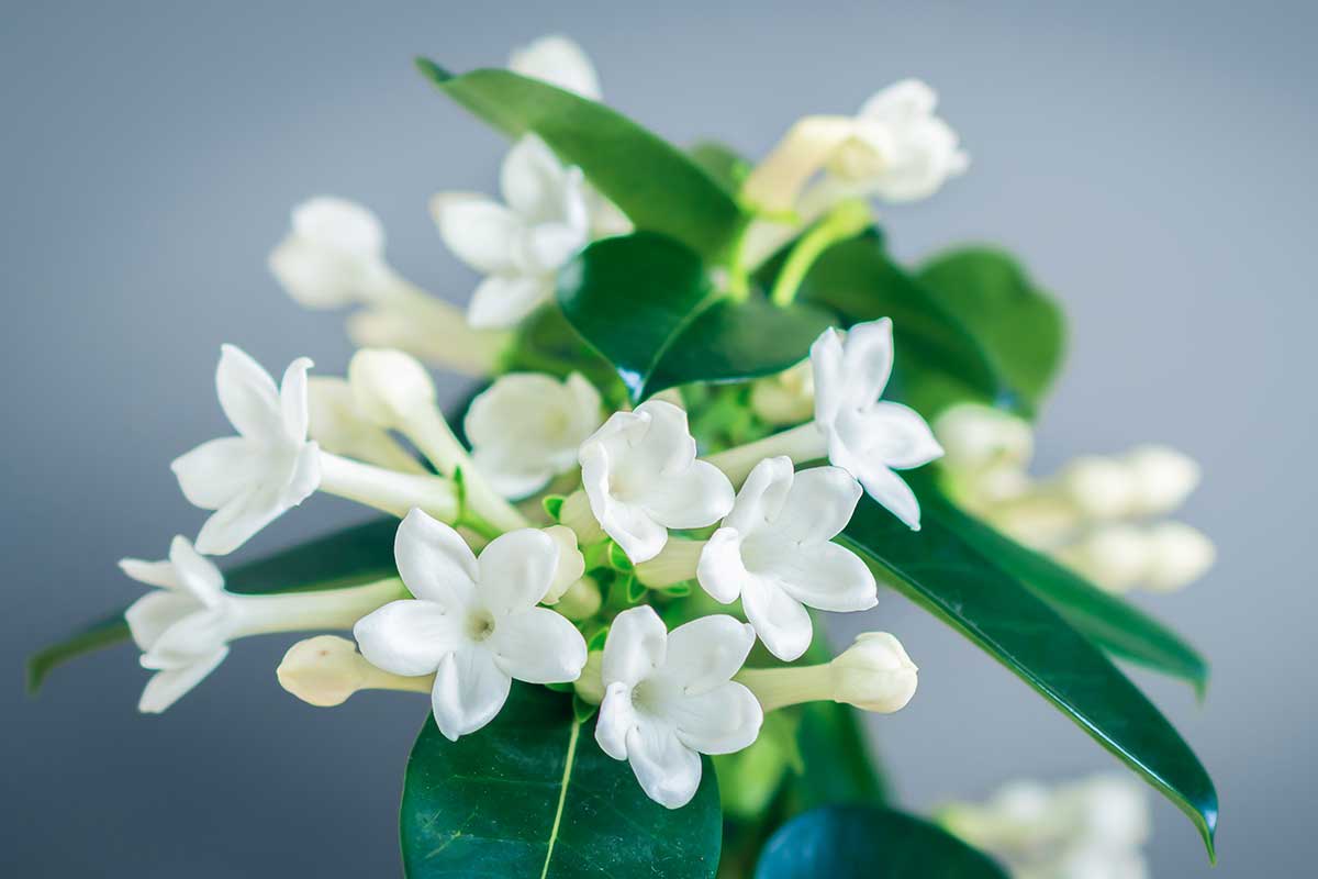 Biele voňavé kvety vencovca