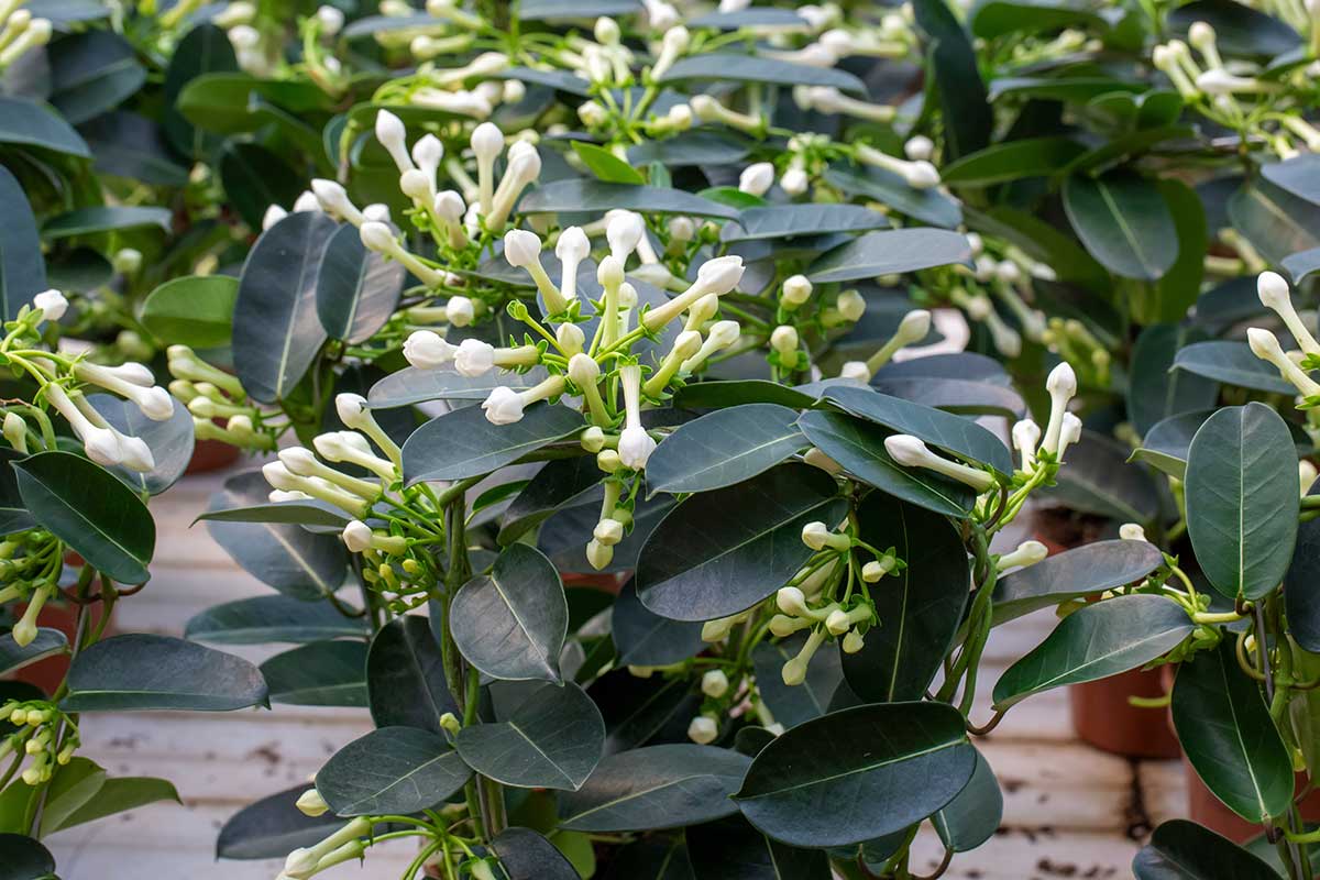 Pestovanie vencovca kvetnatého