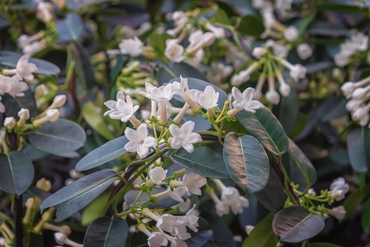 Vencovec kvetnatý ako kvitnúca izbová rastlina