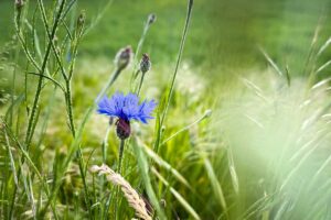 Aké sú výhody lúčneho trávnika? A je pravda, že sa oň netreba starať?