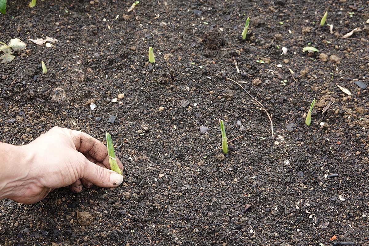 Vyklíčený cesnak v pôde