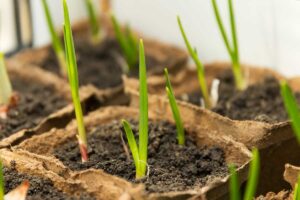 Manuál výsadby cesnaku: Ako ho sadiť do nádob?