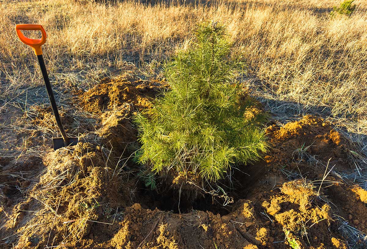 Vysádzanie a presádzanie borievky