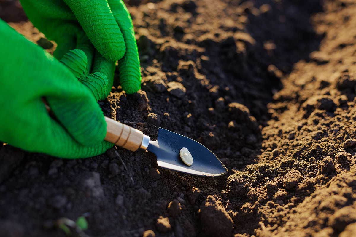 Vysievanie semien tekvíc