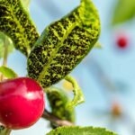 Záhrada zamorená voškami