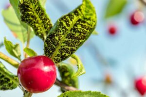 Mali ste tento rok zamorenú záhradu voškami? Martin Čurda radí, ako s nimi účinne bojovať v novej sezóne