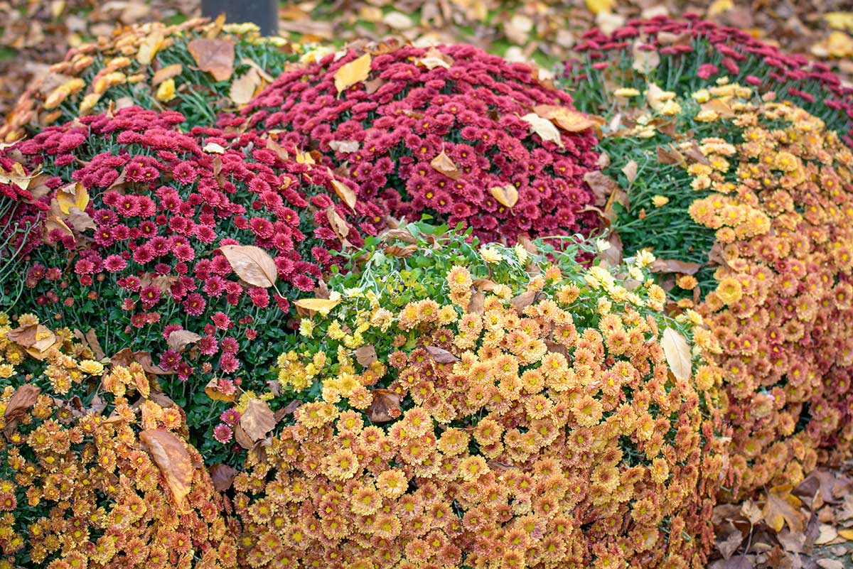 Zazimovanie chryzantém v záhone