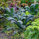 Kučeravý kel ako zimná zelenina