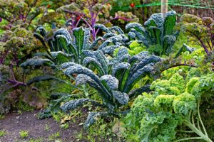 Zimná zelenina: Čerstvú úrodu vám dajú len niektoré druhy. A toto je tiež kľúčové!