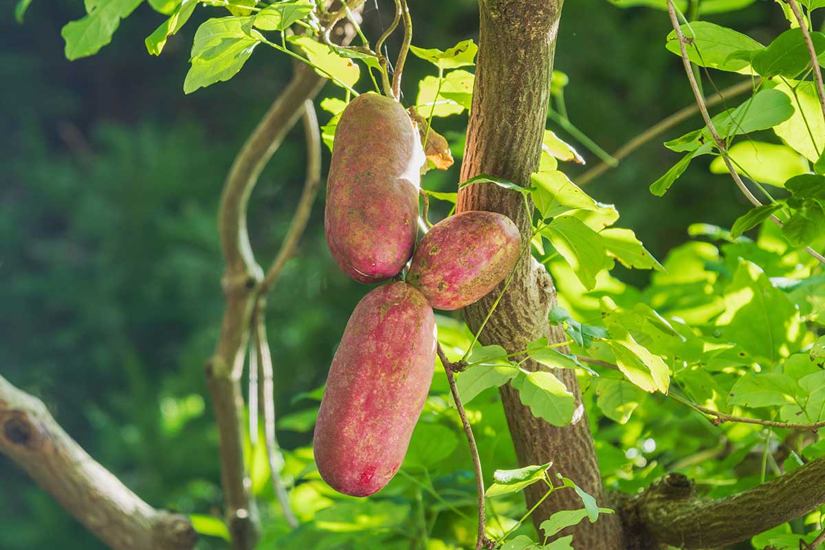 Jedlé plody akébie