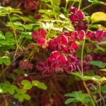 Akébia päťpočetná a jej vínovočervené exotické kvety