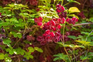Nesklame ako okrasná popínavá rastlina, prekvapí aj chutnými plodmi. Poznáte čokoládový vinič?