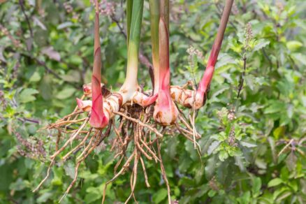 Korene alpínie galangovej
