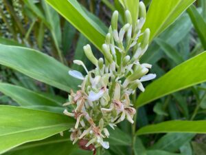 Galgan je málo známa, no hodnotná korenina. Ako ho pestovať a na čo si dať pozor?