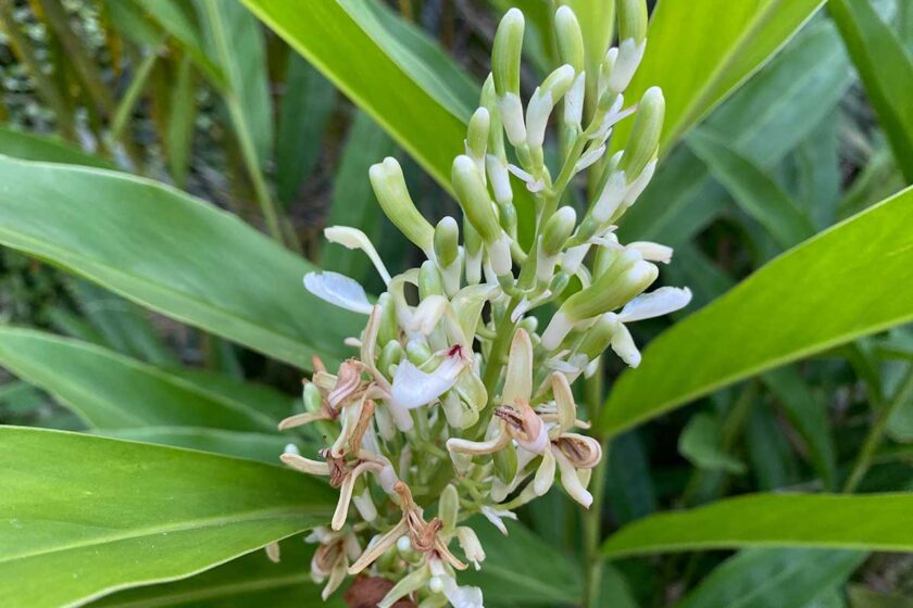 Kvety alpínie galangovej