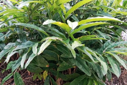 Rastlina alpínie galangovej