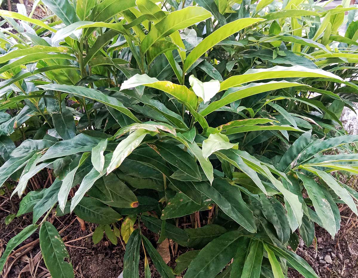 Rastlina alpínie galangovej