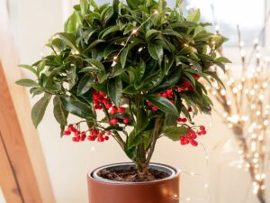 Zabudnite na vianočné ruže a kaktusy! Neokukaná ardízia skrášli interiér počas sviatkov aj po nich
