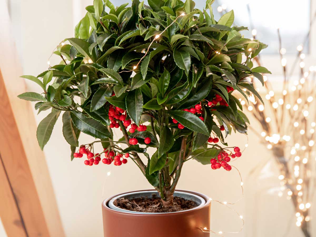 Ardízia ako vianočná izbovka