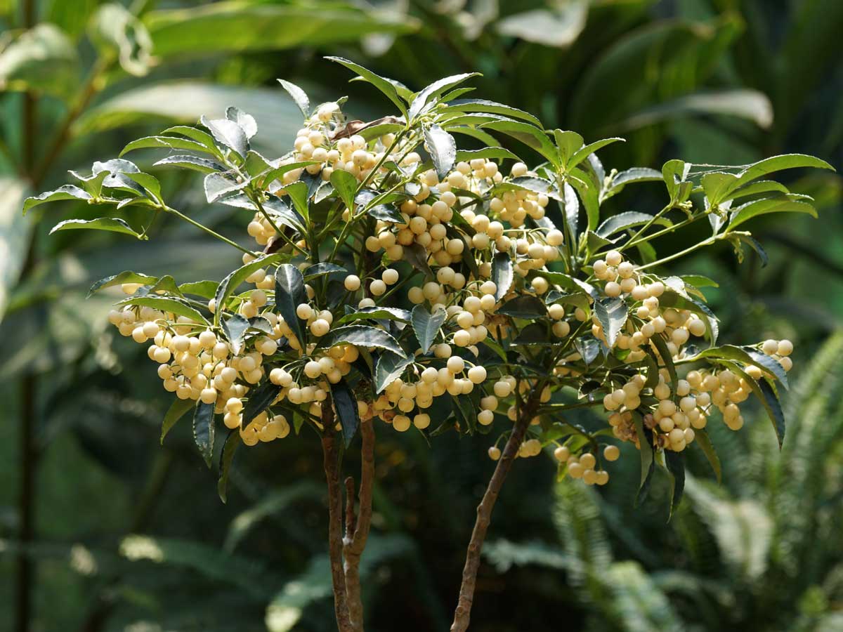 Biele plody ardízie