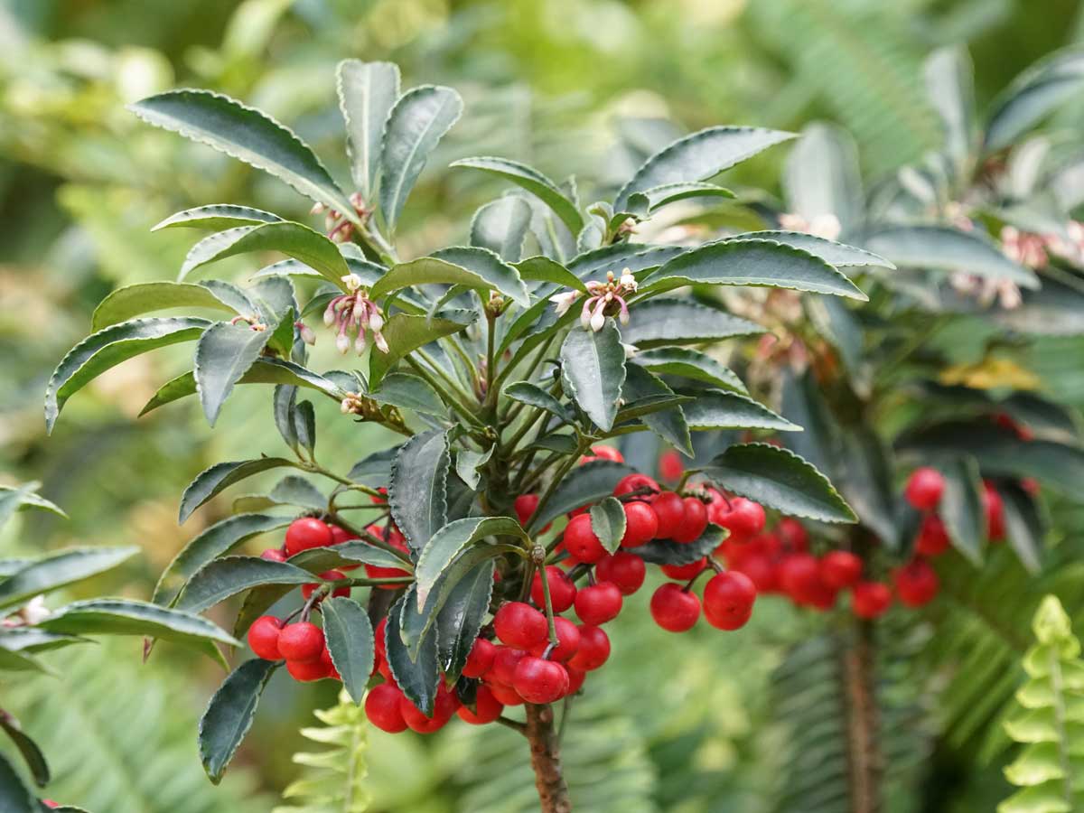 Červené plody ardízie