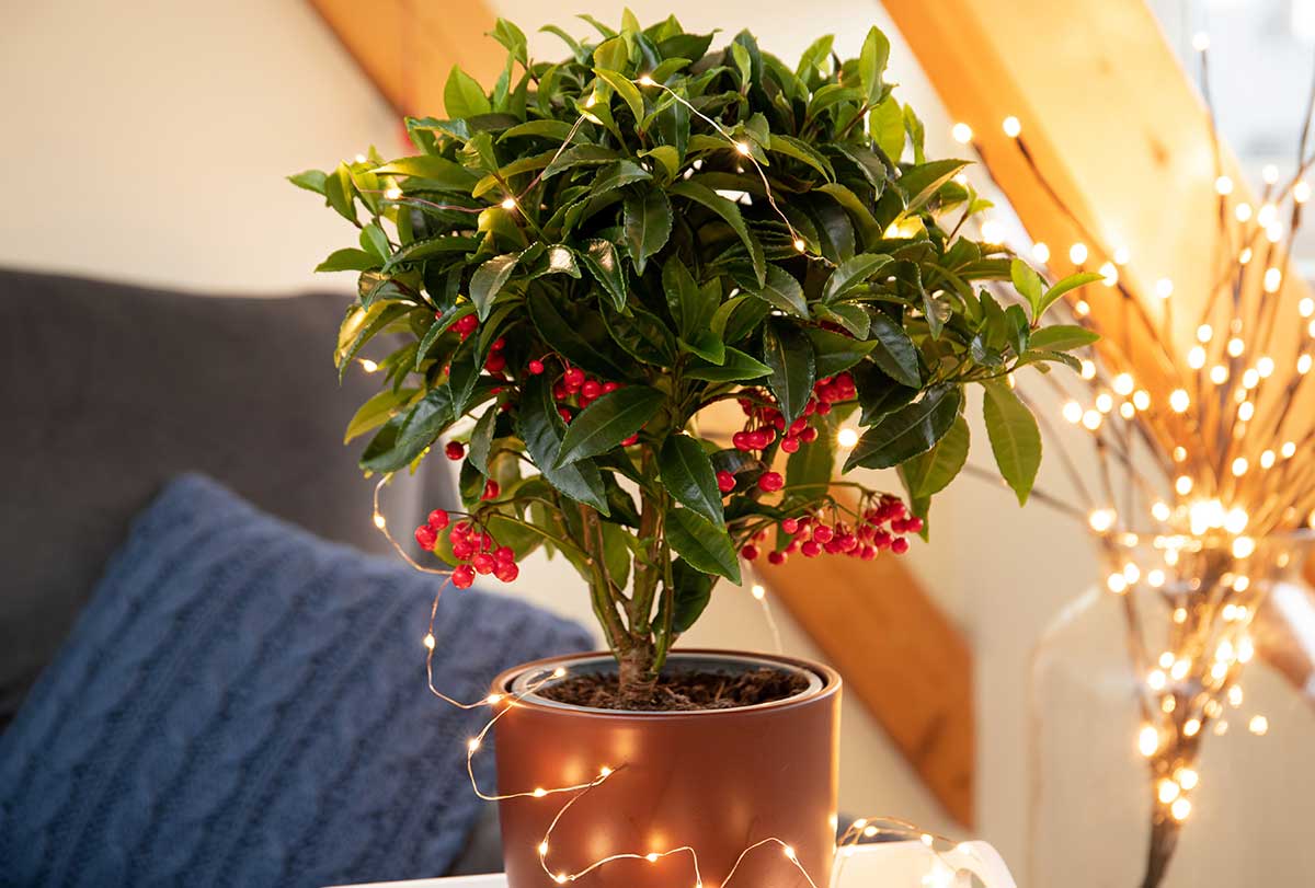 Ardízia vrúbkovaná v kvetináči s vianočnými svetielkami