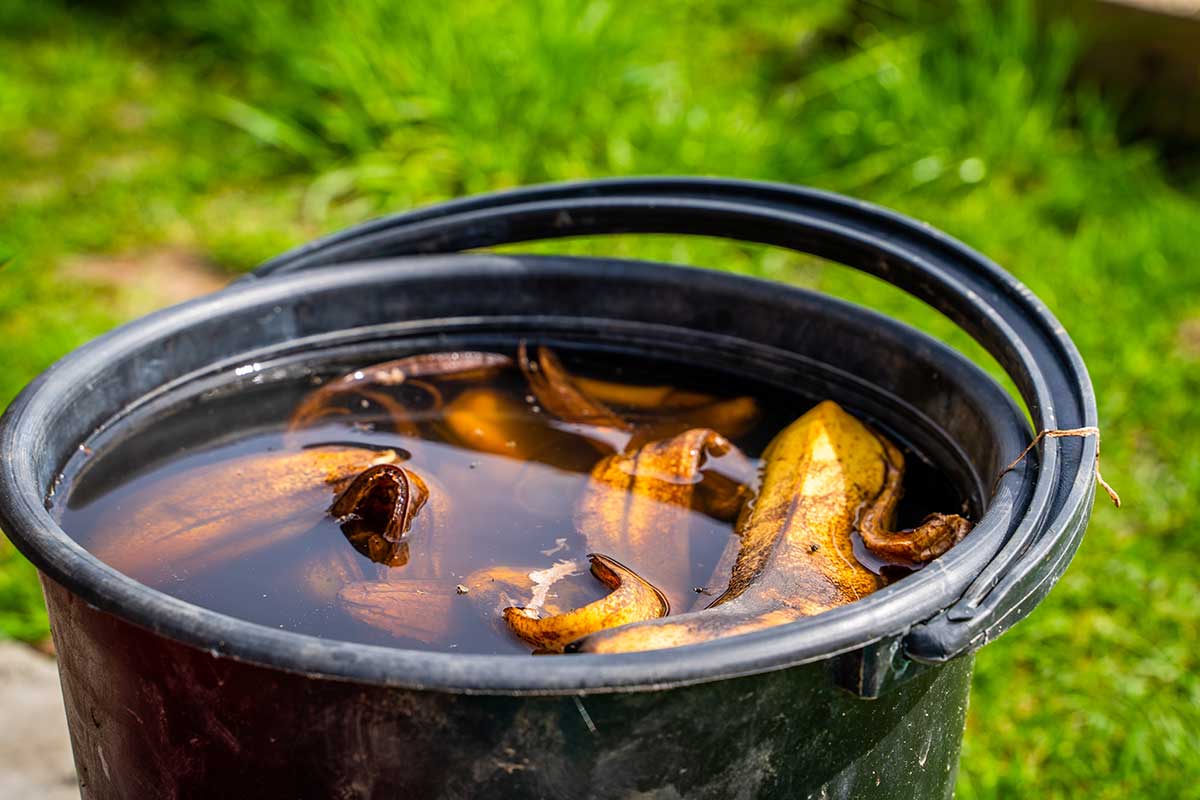 Banánový čaj ako hnojivo