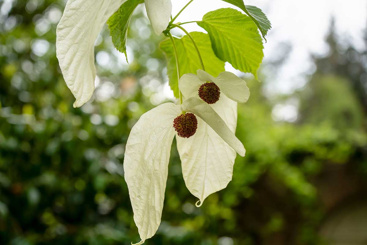 Biele listene davidie