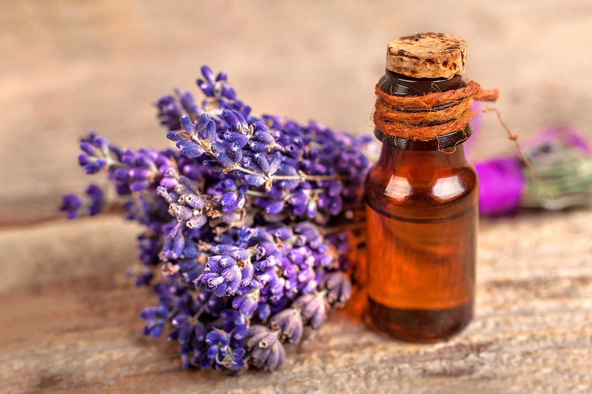 Levanduľa lekárska