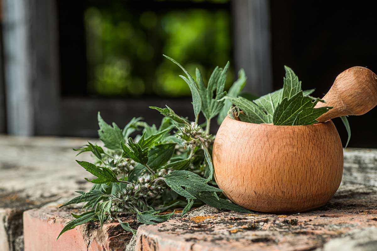 Srdcovník obyčajný