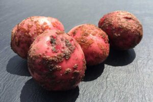 Záhradkárka odpovedá: Mohlo chrastavitosť zemiakov spôsobiť jesenné vyhnojenie ovčím hnojom?