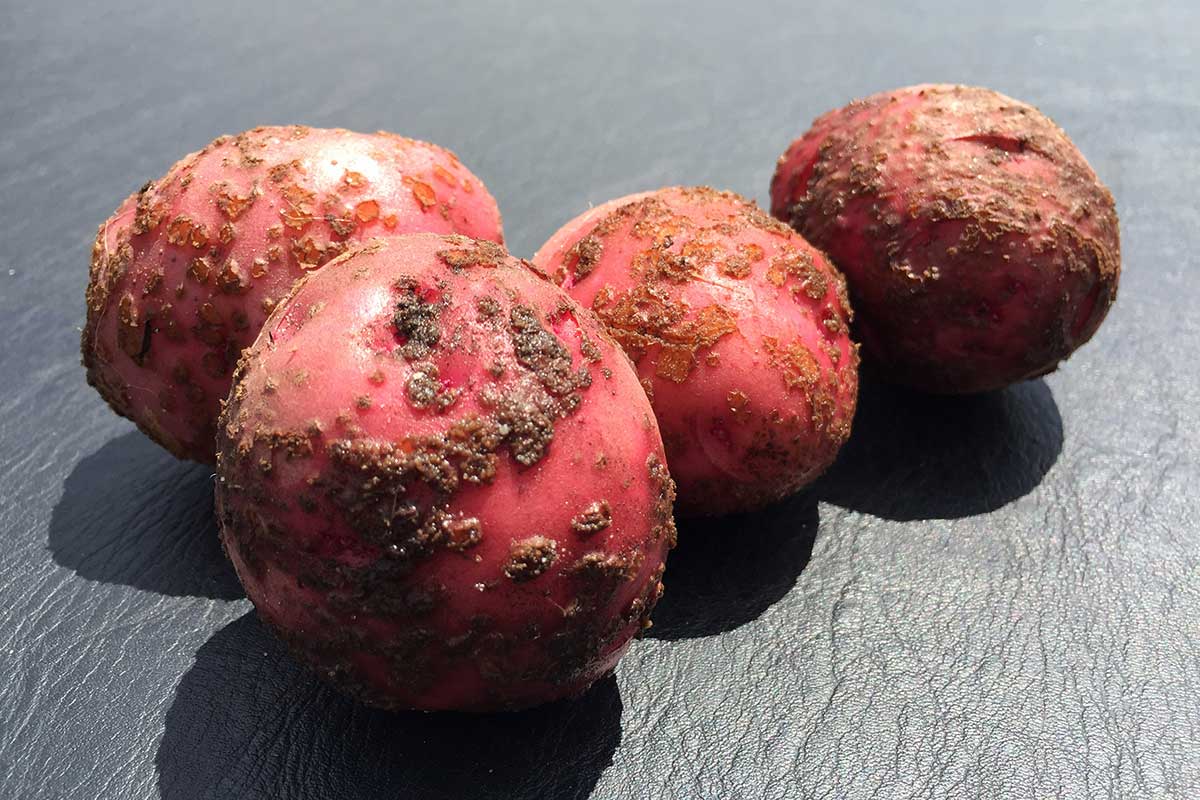 Chrastavitosť zemiakov